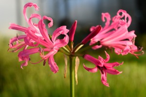 Nerine bowdenii